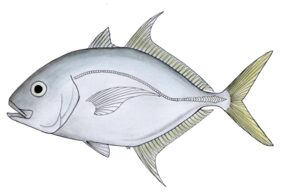 Longnose trevally