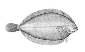 Witch (lefteye flounder)