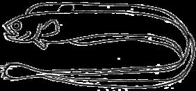Red band-fish