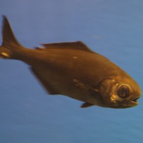 Japanese butterfish