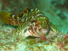 Large kelpfish
