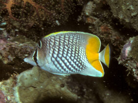 Pearlscale butterflyfish