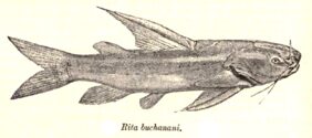 Catfish
