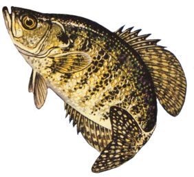 White Crappie