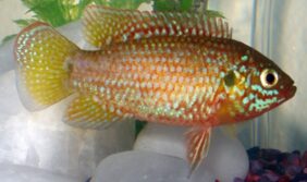 African jewelfish
