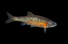 rosyside dace