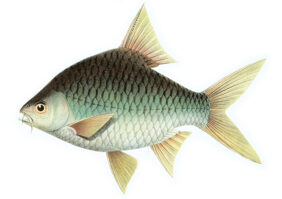 Barbonymus platysoma