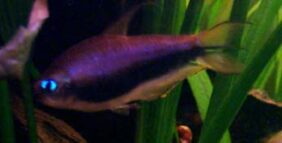 Emperor tetra