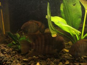 Sajica cichlid