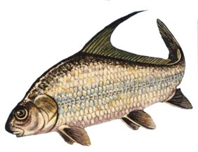 Quillback
