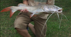 Asian red tailed catfish