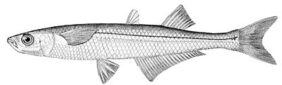 Atlantic silverside