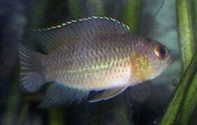 Goldeneye cichlid