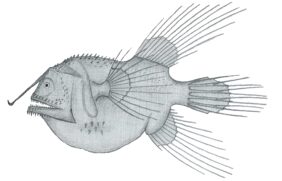 Fanfin angler