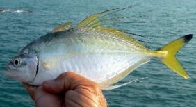Fringefin trevally
