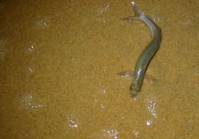 California grunion