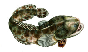 Pacuma toadfish