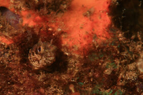 Bluntspine blenny