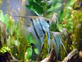 Freshwater angelfish