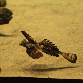 Fingered dragonet