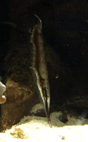 Speckled shrimpfish