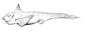 Small-eyed rabbitfish