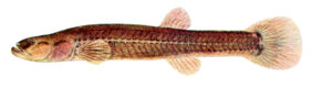 Spring cavefish