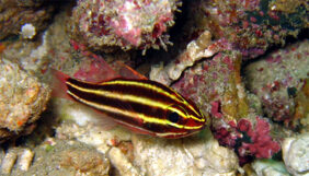 Blackstripe Cardinalfish