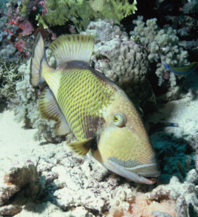 bluefin filefish