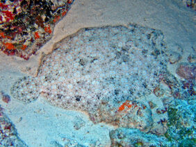 Leopard flounder