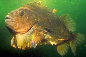 Henfish