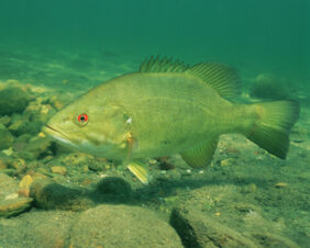 Smallmouth bass