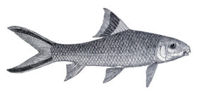 Sucker barb