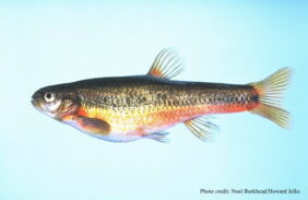 Flame chub
