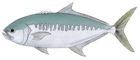 Vadigo