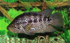 Aztec cichlid