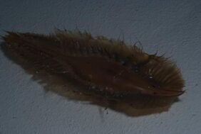 cape elephantfish