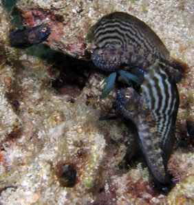 Sailfin blenny
