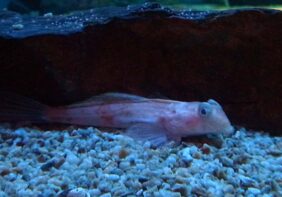 Red dragonet