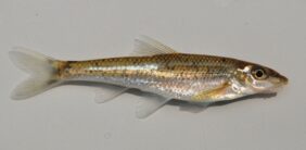 Gravel chub