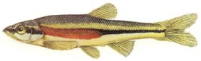 Redside dace