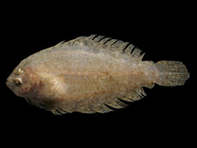 Mediterranean scaldfish
