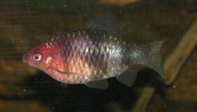 Black ruby barb