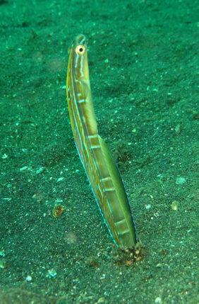 hairtail blenny