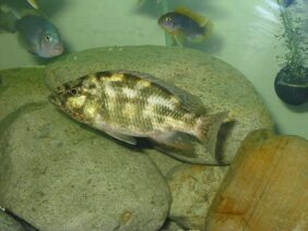 Polystigma
