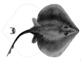 Smallnose fanskate