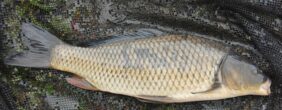 Carp