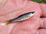 Devil's River minnow