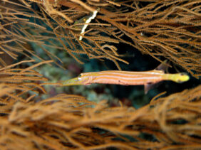 Chinese trumpetfish
