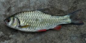 Javaen barb